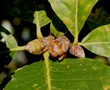 Quercus pontica