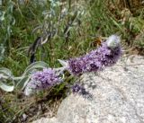 Mentha asiatica