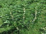 Astragalus sieversianus