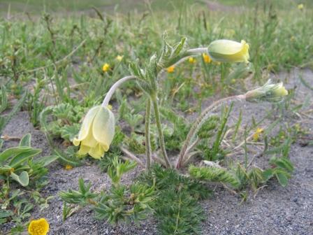 Изображение особи Pulsatilla albana.