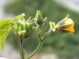 Abutilon theophrasti