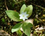 Trientalis europaea