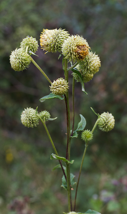 Image of Alfredia cernua specimen.