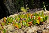 Bergenia crassifolia