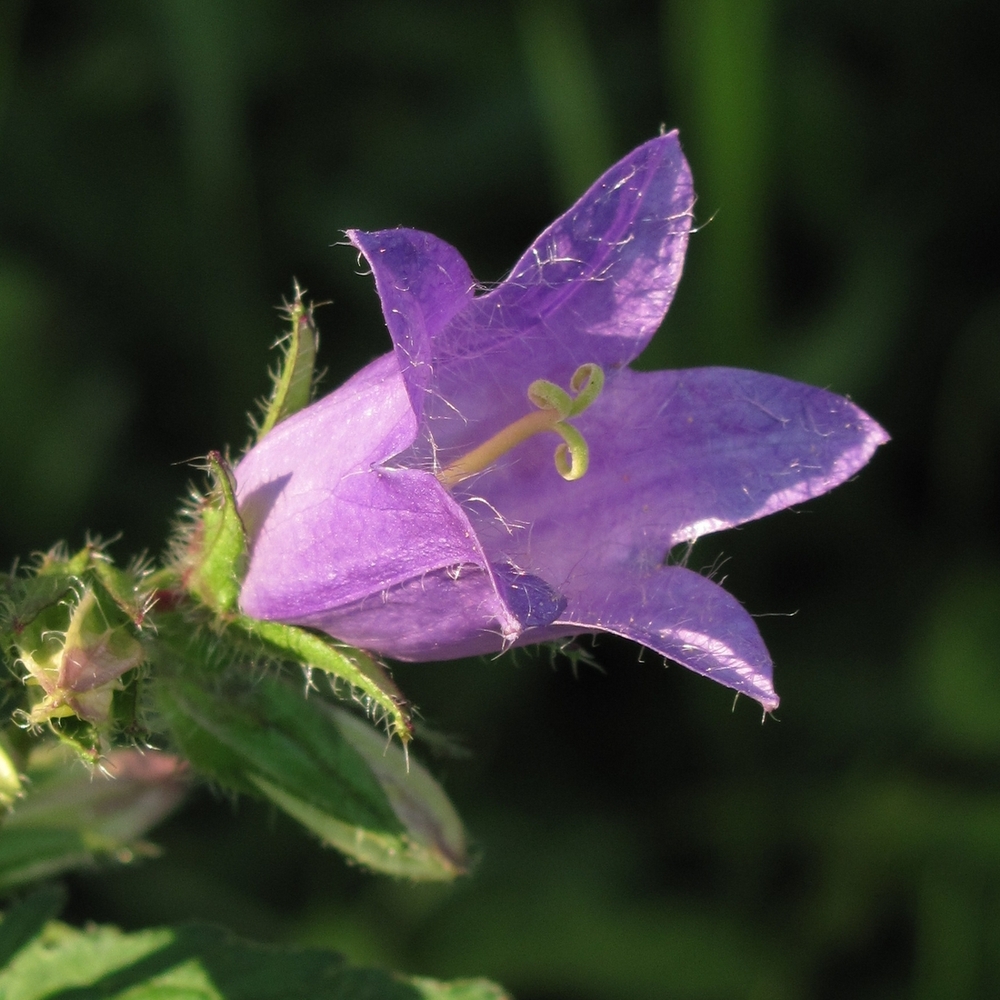 Изображение особи Campanula trachelium.