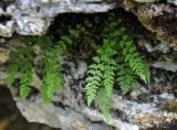 Woodsia pinnatifida