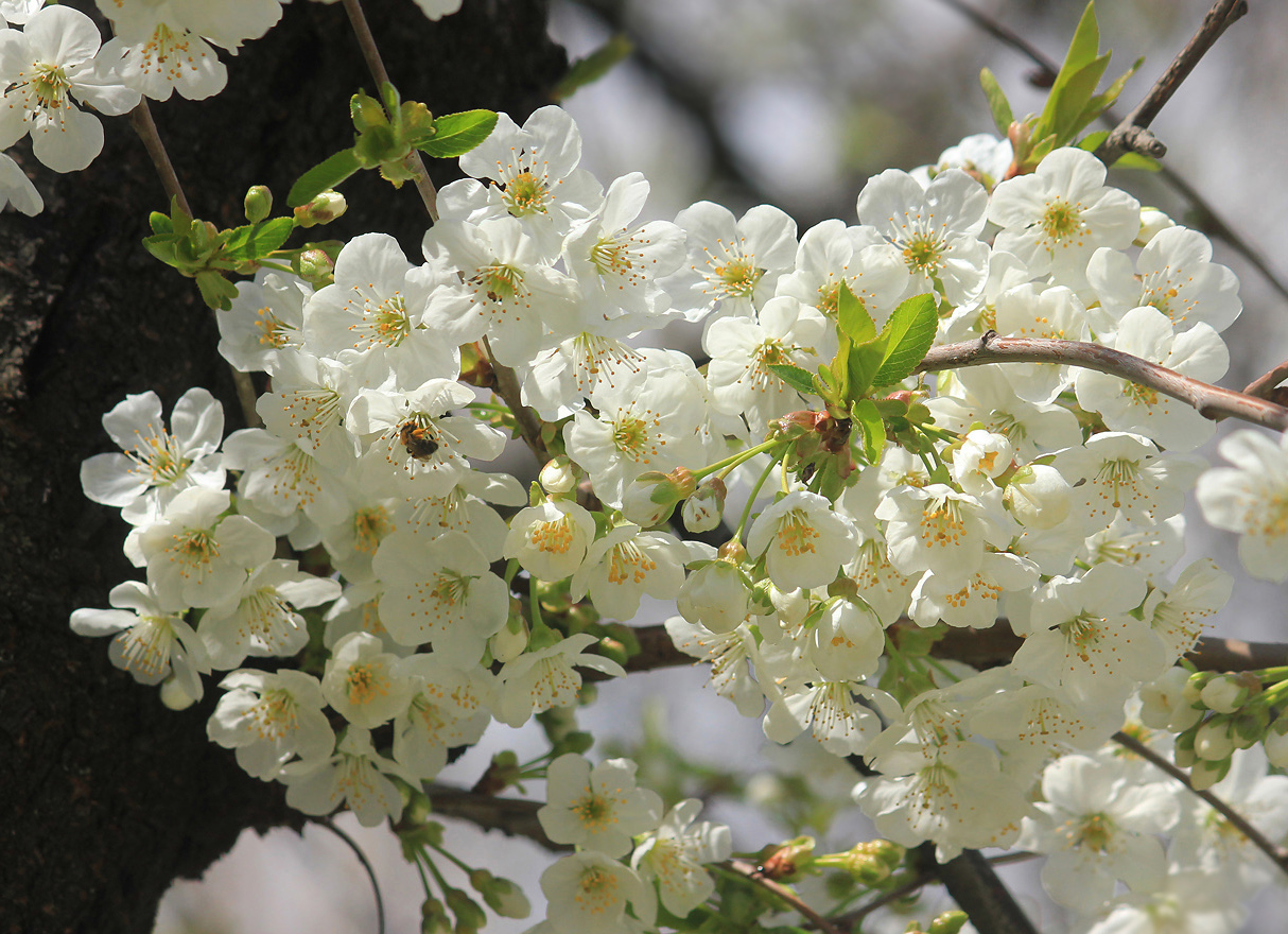 Изображение особи Cerasus vulgaris.