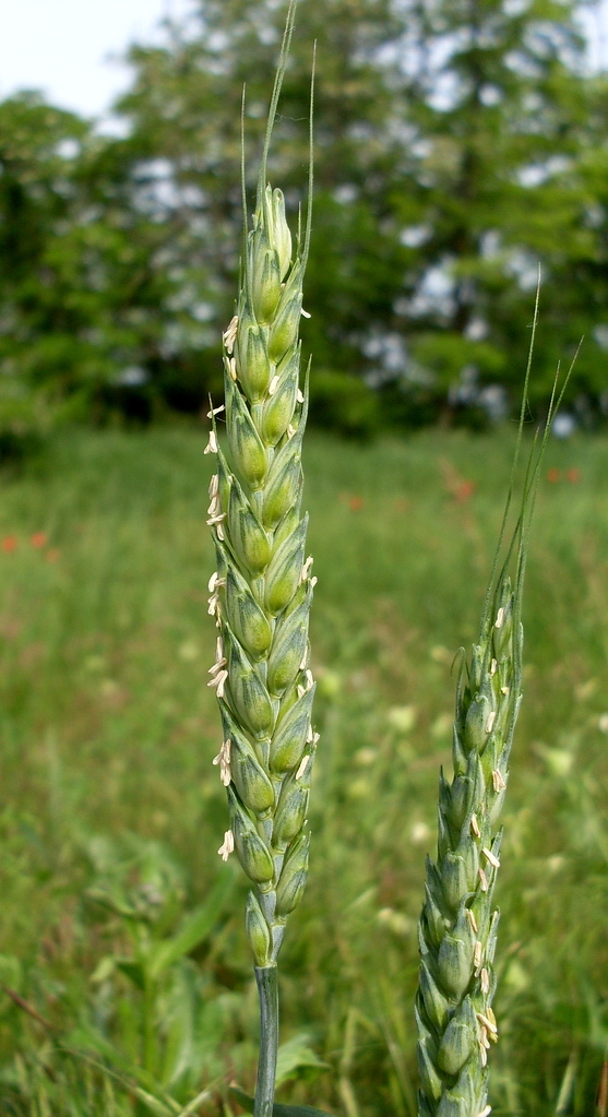 Изображение особи Triticum aestivum.