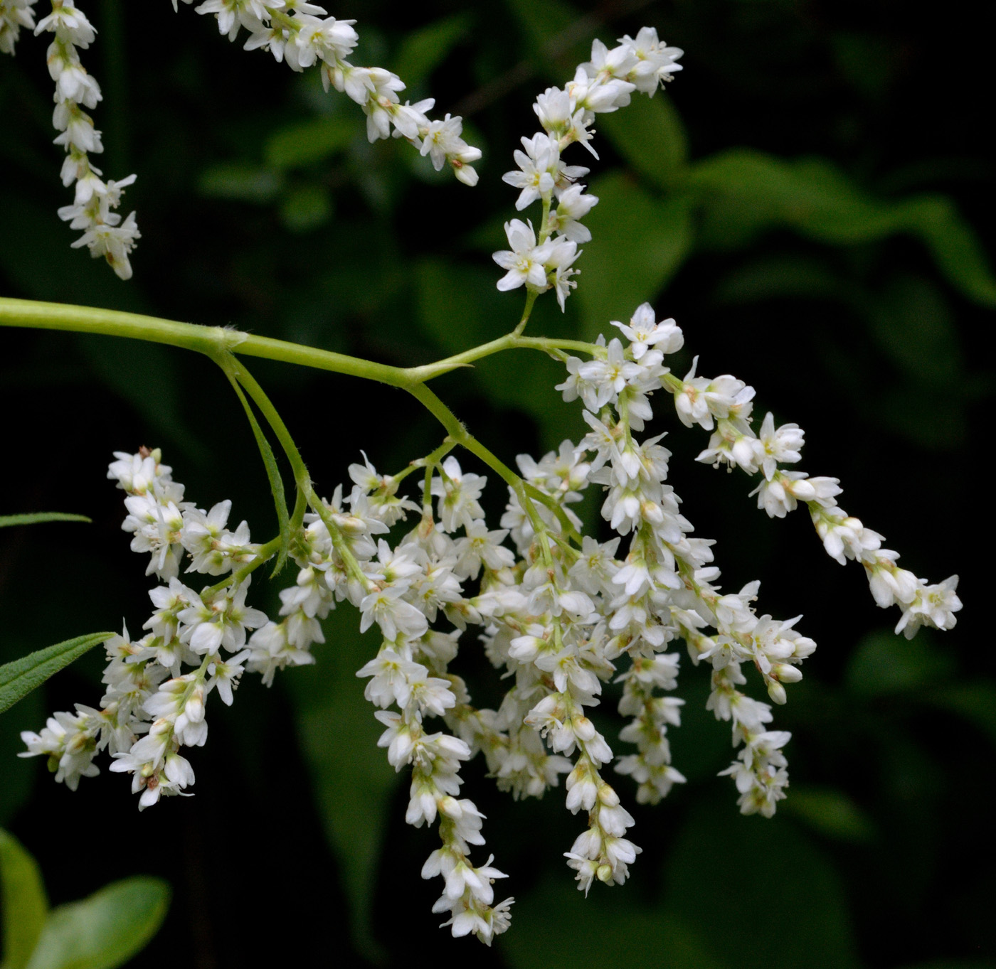 Изображение особи Aconogonon alpinum.