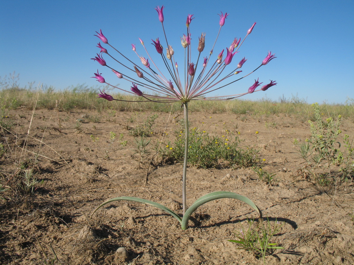 Изображение особи Allium iliense.