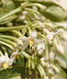 Ardisia crenata