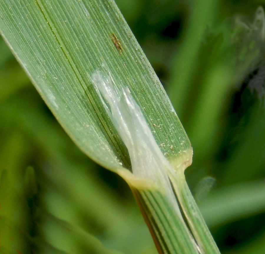 Image of Glyceria notata specimen.