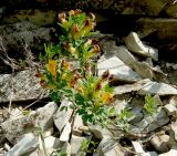 Chamaecytisus wulffii