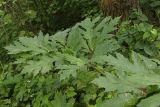 Heracleum mantegazzianum