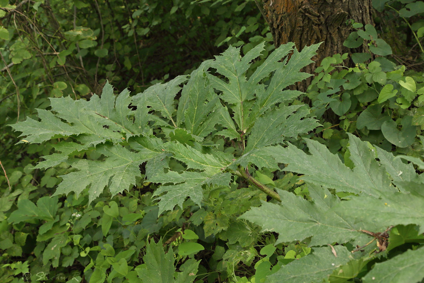 Изображение особи Heracleum mantegazzianum.