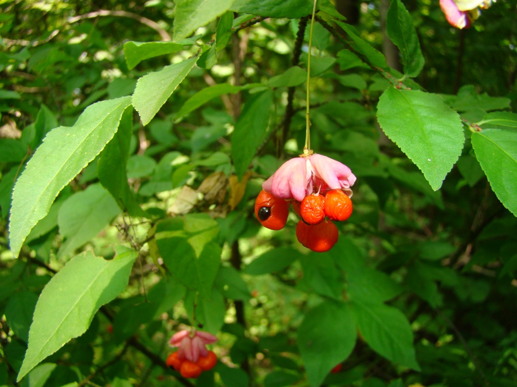 Изображение особи Euonymus verrucosus.