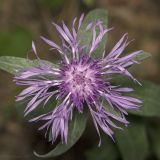 Centaurea jacea. Соцветие. Саратов, Кумысная поляна, в хвойно-лиственных посадках. 17.09.2017.