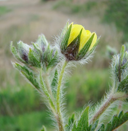 Изображение особи Potentilla obscura.