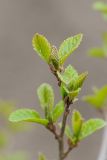 Alnus japonica