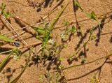 Arenaria serpyllifolia