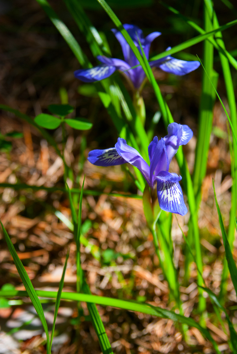 Изображение особи Iris ruthenica.