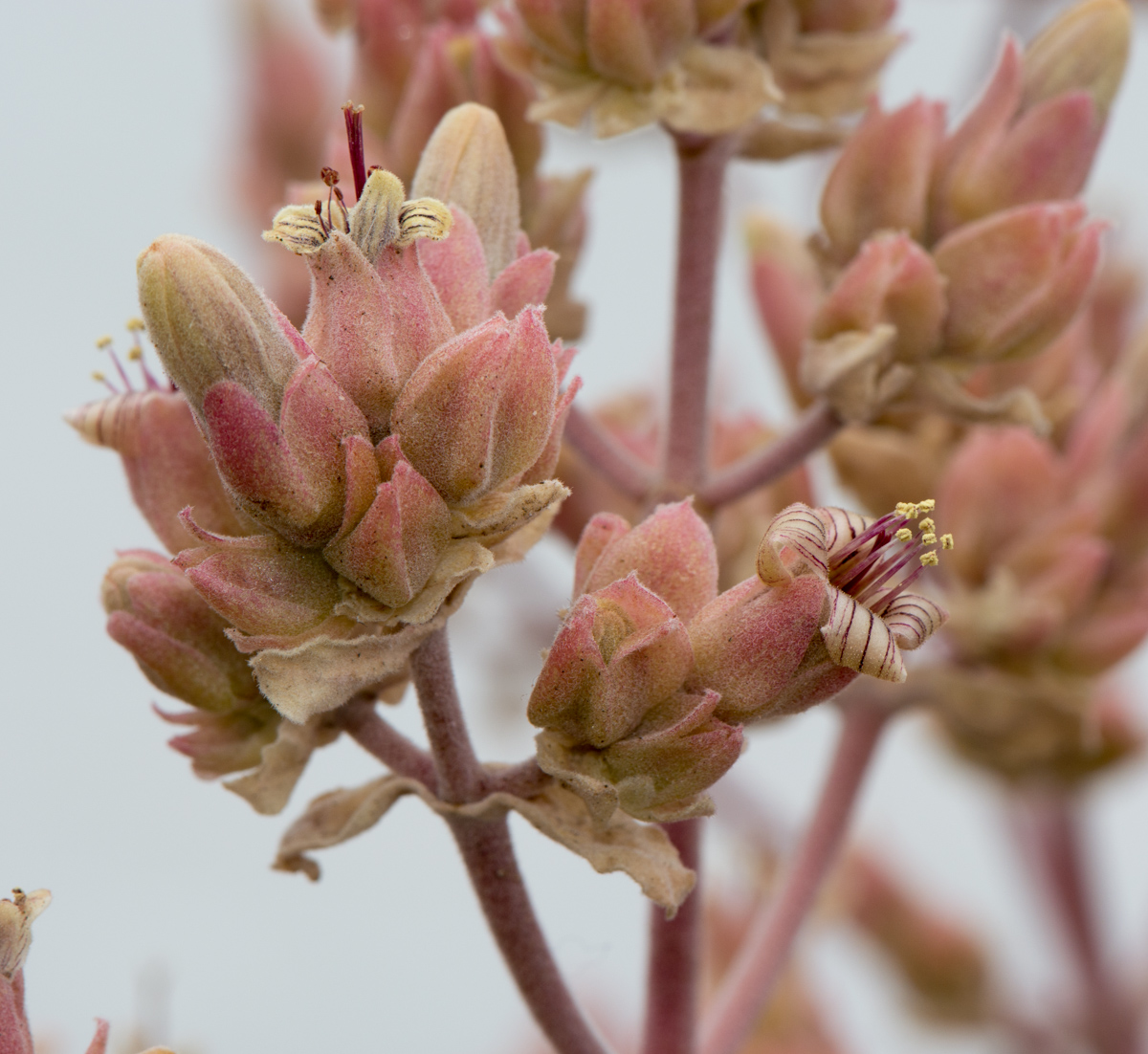 Изображение особи Kalanchoe beharensis.