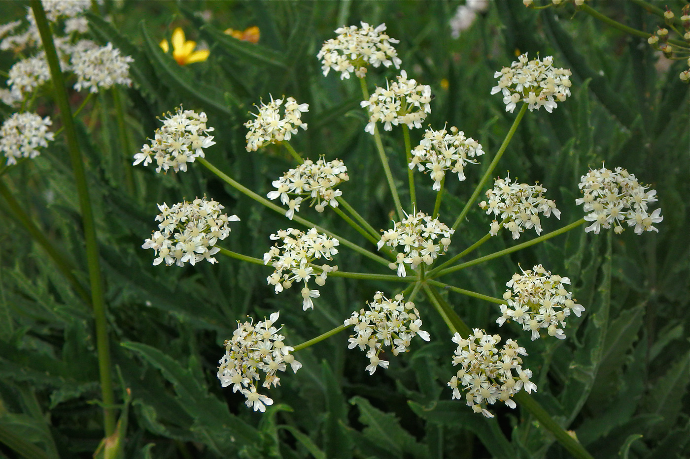 Изображение особи Heracleum freynianum.