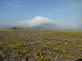 Potentilla fragiformis. Аспект цветущих растений. Магаданская обл., г. Магадан, окр. мкр-на Пионерный, неиспользуемый военный полигон, щебнистая пустошь. 18.06.2018.