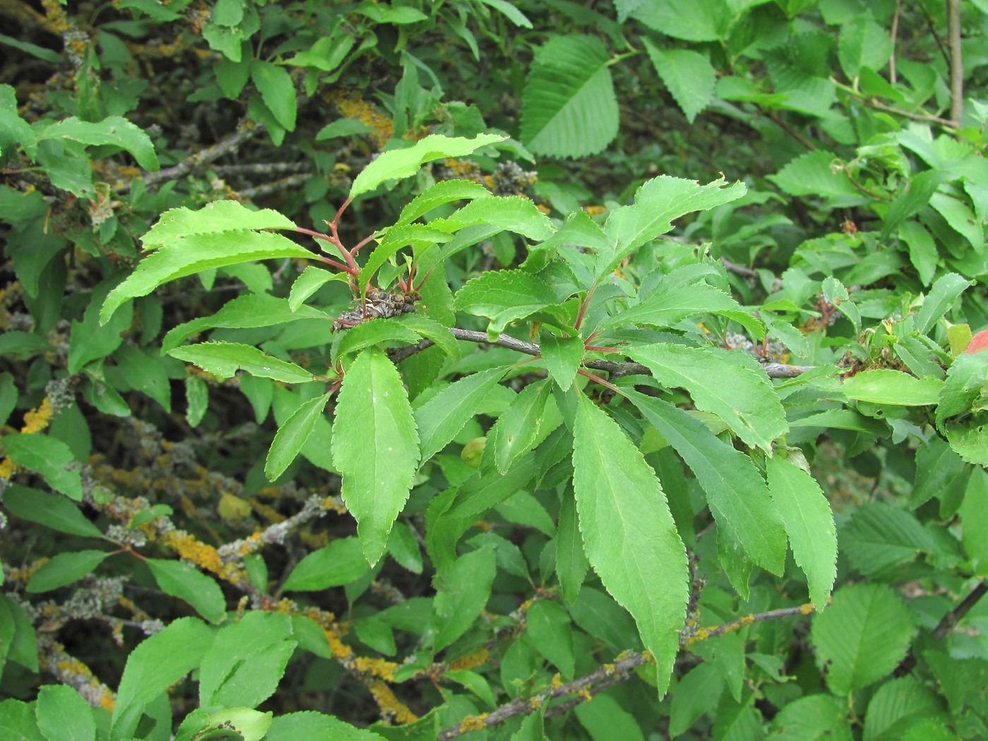 Image of Prunus cerasifera ssp. caspica specimen.