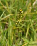 Carex spicata