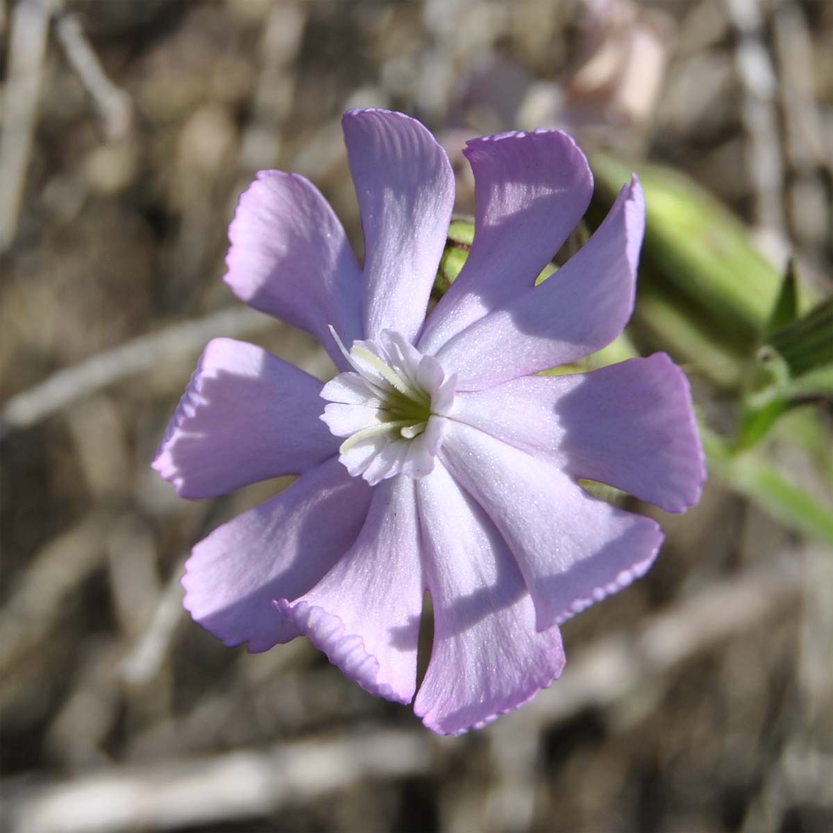 Изображение особи Silene saldanhensis.