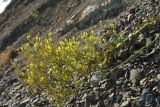 Linaria genistifolia