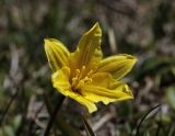 Tulipa heterophylla. Цветок. Кыргызстан, Иссык-Кульская обл., Внутренний Тянь-Шань, хр. Терскей-Ала-Тоо, ущ. Джеты-Огуз, ≈ 2600 м н.у.м., лужайка на правом берегу р. Джеты-Огуз. 11.05.2019.