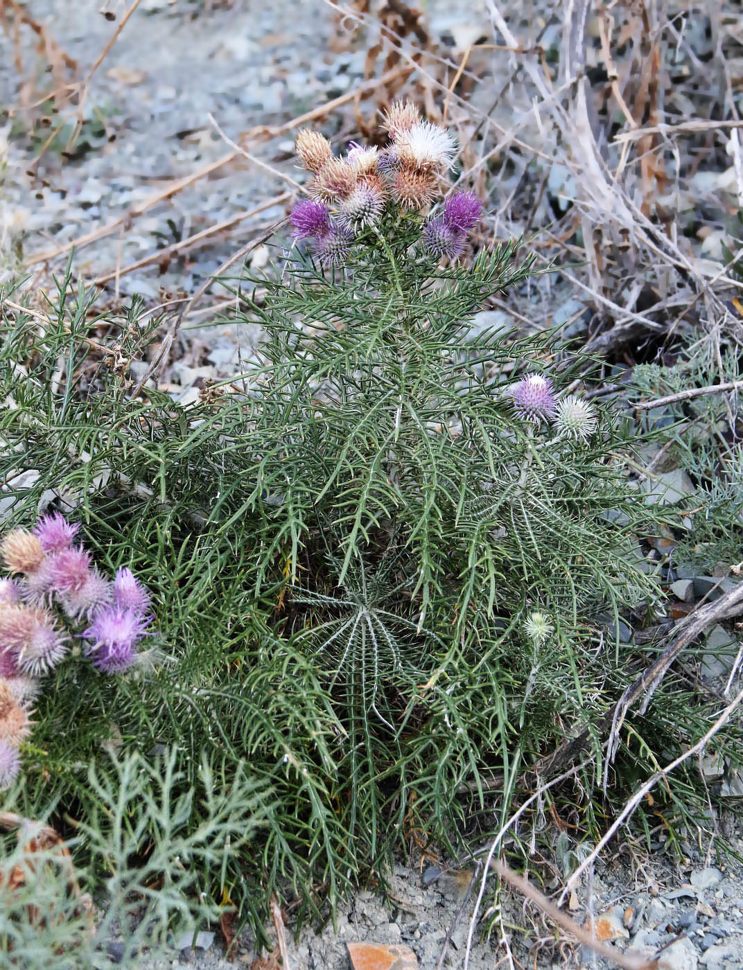 Изображение особи Lamyra echinocephala.