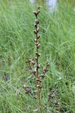 Pedicularis palustris