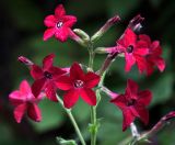 Nicotiana alata