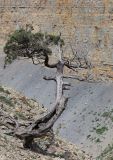 Juniperus excelsa. Угнетённое взрослое дерево. Краснодарский край, м/о город-курорт Анапа, окр. с. Большой Утриш, край скалы. 3 мая 2021 г.