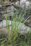 Carex rostrata