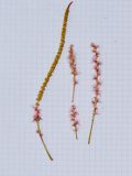 Acalypha wilkesiana