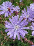 Lactuca tatarica