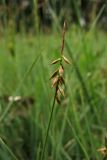 Carex pulicaris. Верхушка плодоносящего растения. Нидерланды, провинция Гелдерланд (Gelderland), община Эде (Ede), деревня Эдервен (Ederveen), луг на выходах грунтовых вод. 26 мая 2011 г.