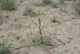 Cousinia oxiana. Бутонизирующее растение. Узбекистан, Бухарская обл., окр. оз. Тудакуль, закреплённые пески. 4 мая 2022 г.
