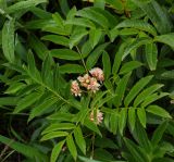 Sorbus sambucifolia