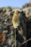 Agropyron cristatum. Соплодие. Южный Казахстан, Верхний Боролдай, ущ. Карасай, восточный гребень. 05.07.2011.