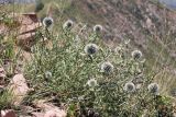 Echinops tschimganicus