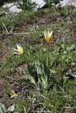 Tulipa berkariensis. Цветущие растения. Южный Казахстан, хр. Боролдайтау, ущ. Кенозен; 1450 м н.у.м. 01.05.2012.