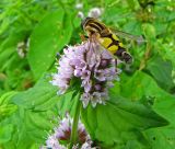 Mentha aquatica