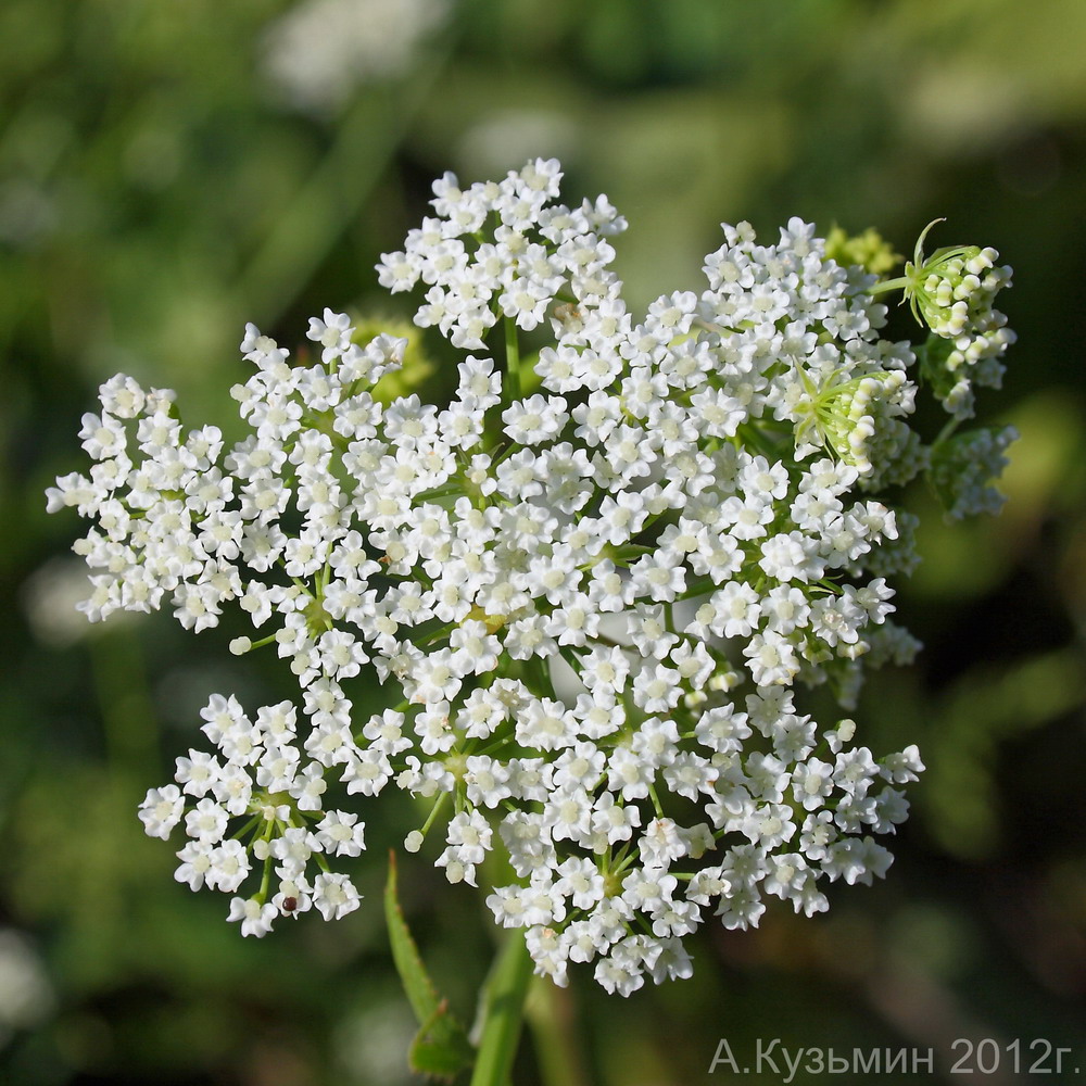 Изображение особи Sium sisaroideum.