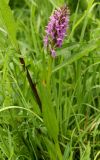 Dactylorhiza incarnata. Цветущее растение. Ленинградская обл., Гатчинский р-н, окр. пос. Пудость, луг в старом известняковом карьере. 08.06.2013.