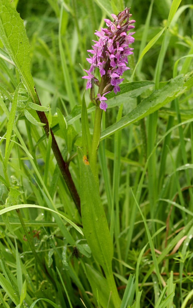 Изображение особи Dactylorhiza incarnata.